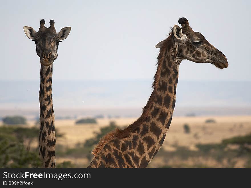 Pair of Giraffes, one in profile, one head-on