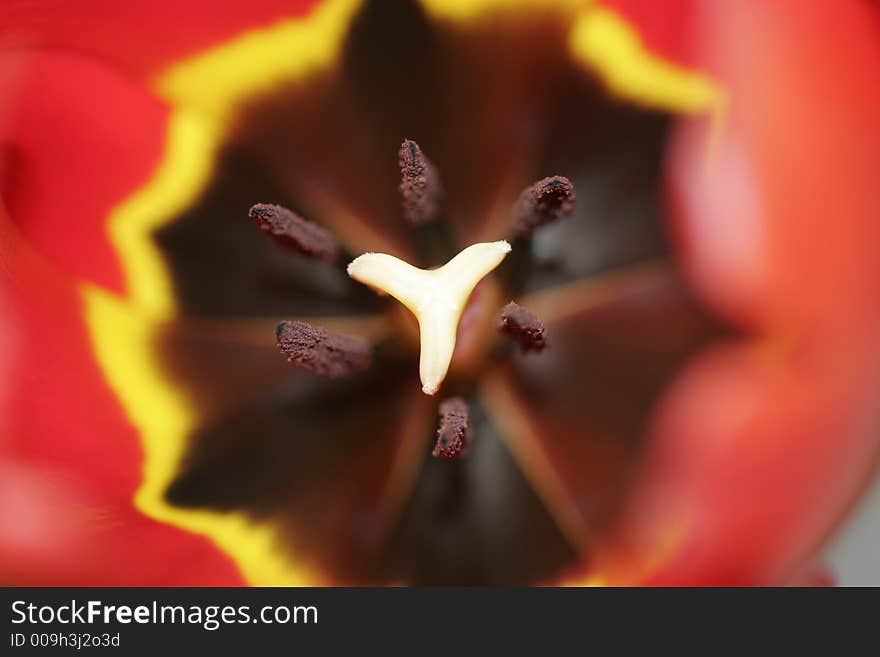 Red tulip by macro lense