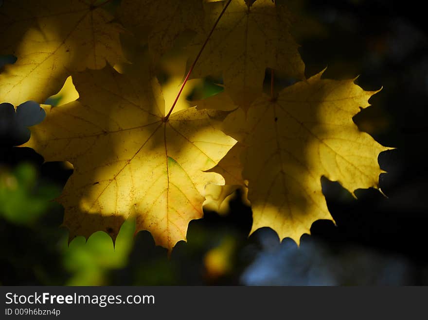 Yellow maple leaves, autumn, fall