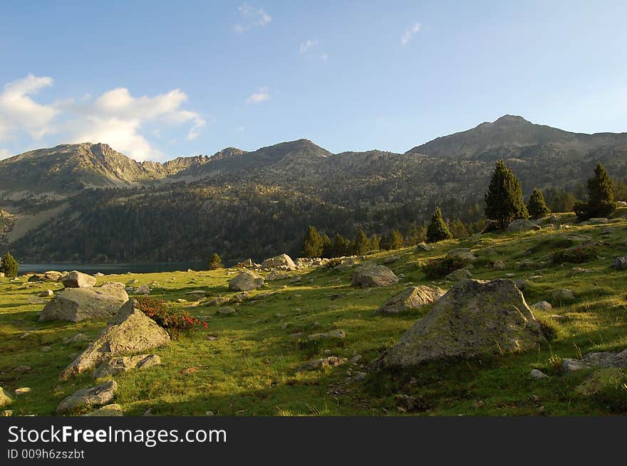 Field of rocks and grass in Pyrenees mountains, with flowers in foreground and pine trees in background. Field of rocks and grass in Pyrenees mountains, with flowers in foreground and pine trees in background.