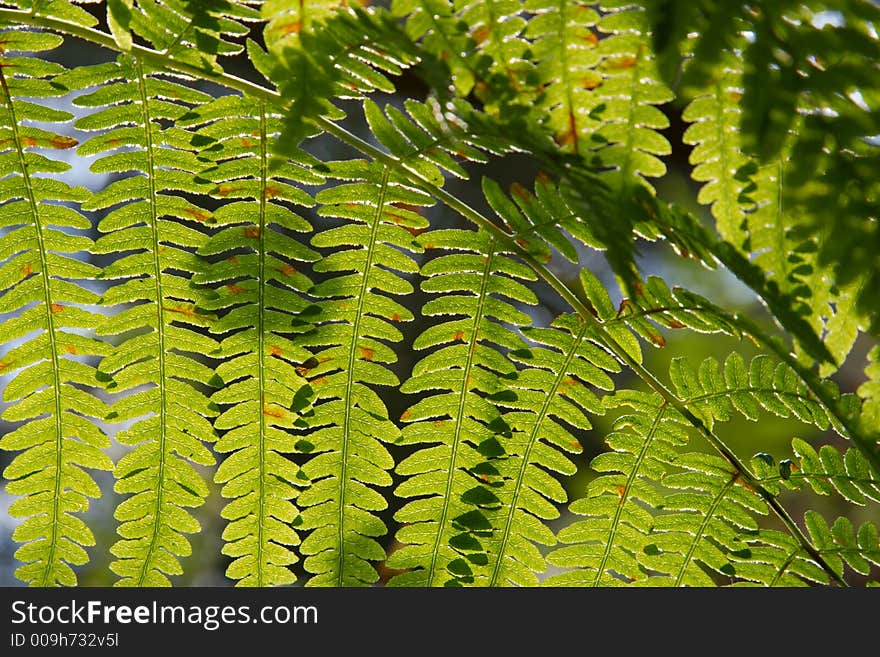 Backlit fern