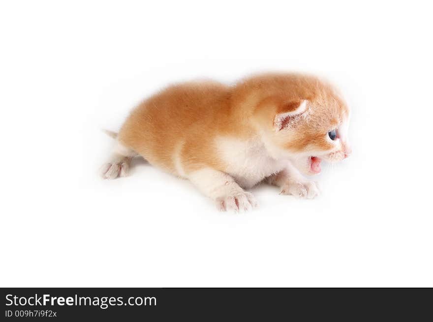 Small new born kitten with white back ground. Small new born kitten with white back ground