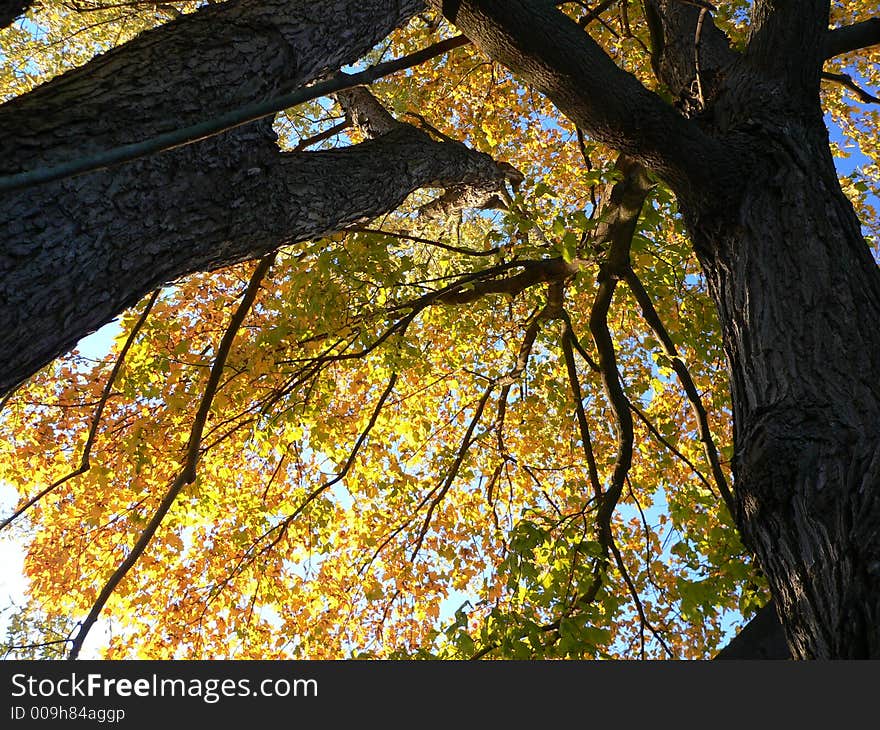 Looking up into the yellow leaves of an oak tree. Looking up into the yellow leaves of an oak tree