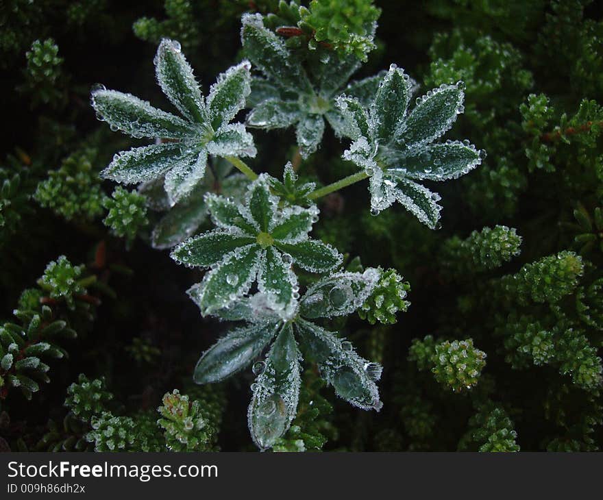 Frozen alpine plant in Kachemak Bay area of Alaska