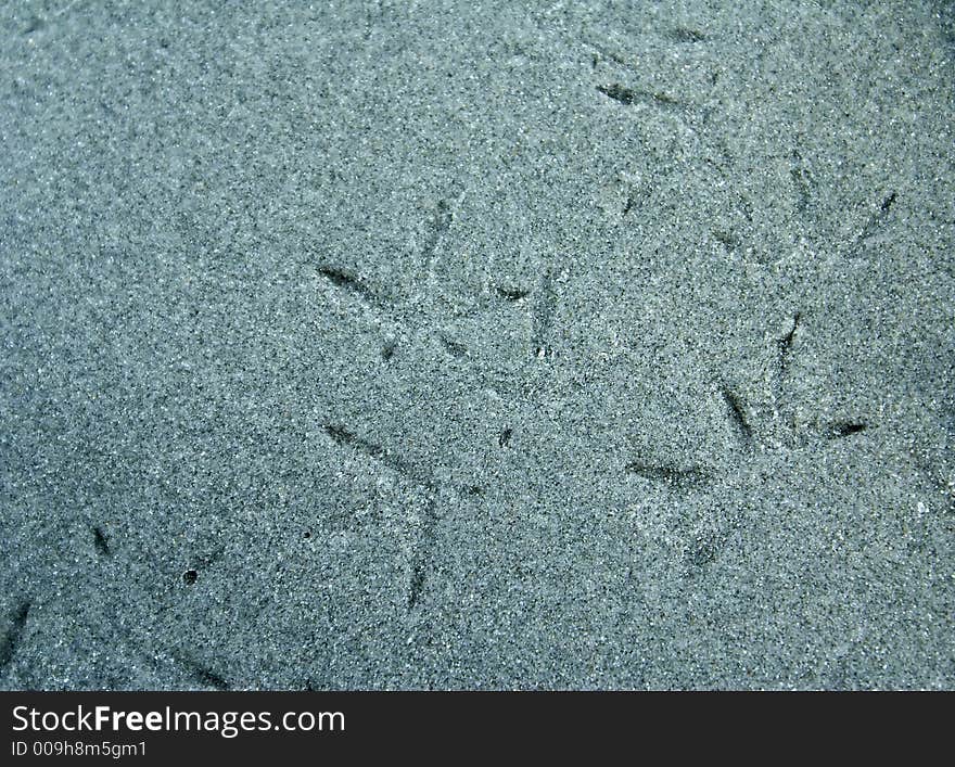 Bird foot prints in the sand at the ocean. Bird foot prints in the sand at the ocean