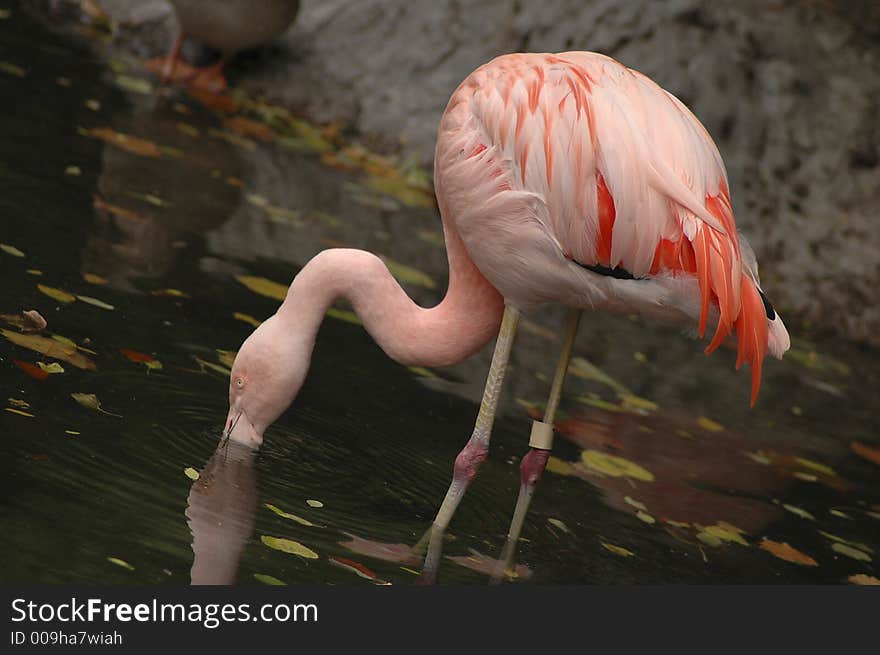 A flamingo feeding in a pond. A flamingo feeding in a pond.