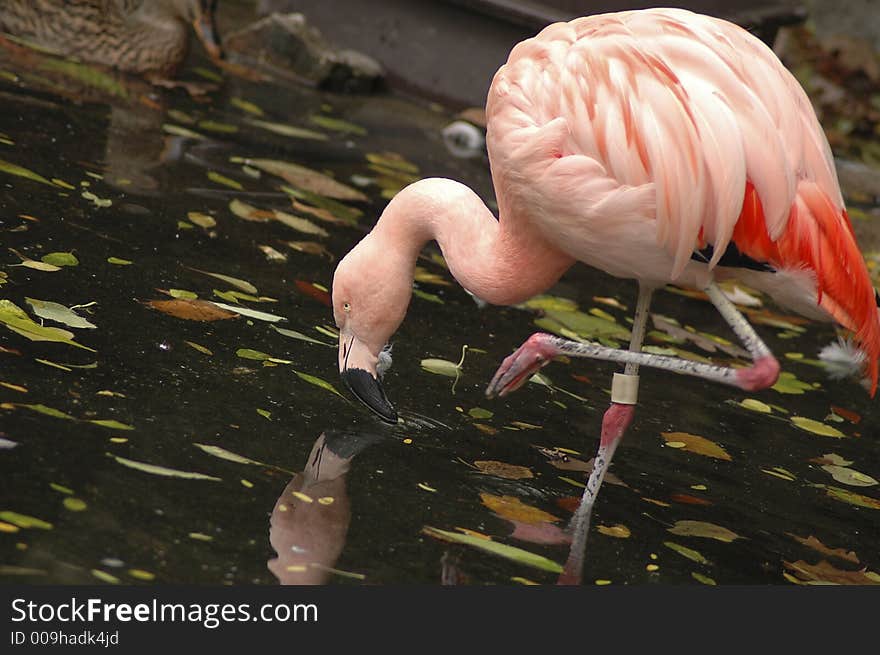 Flamingo 4