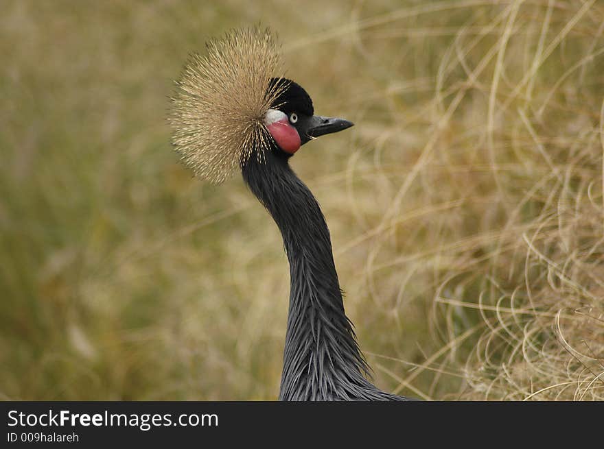 Black Crane