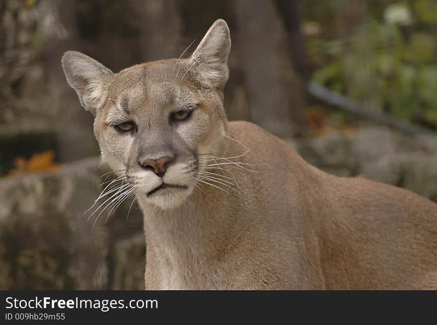 Mountain Lion