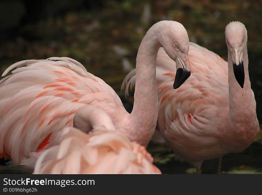 A gathering of pink flamingos. A gathering of pink flamingos.