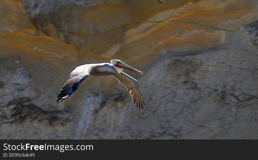 Colorful white pelican in flight