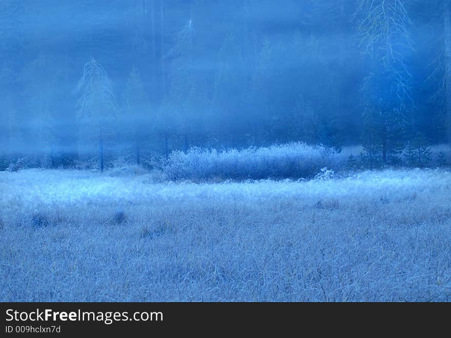 Frosted early morning meadow in Yosemite National Park