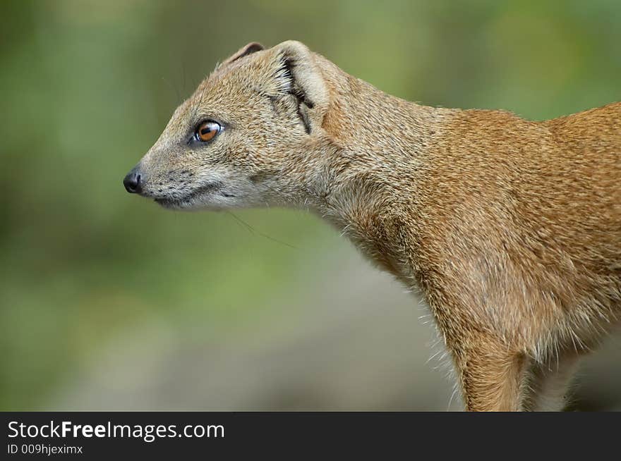 Mongoose