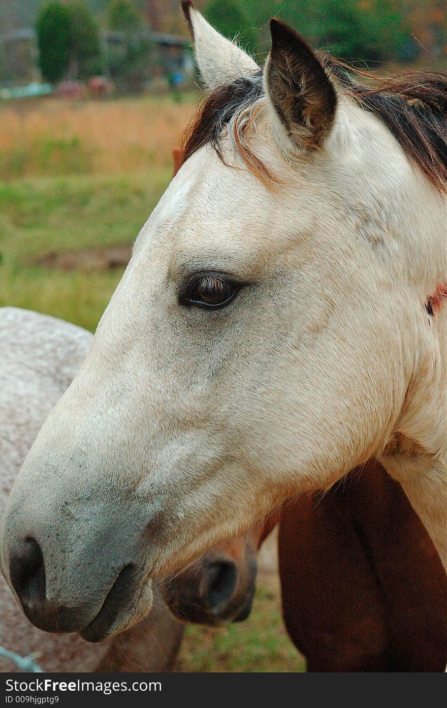 Buckskin