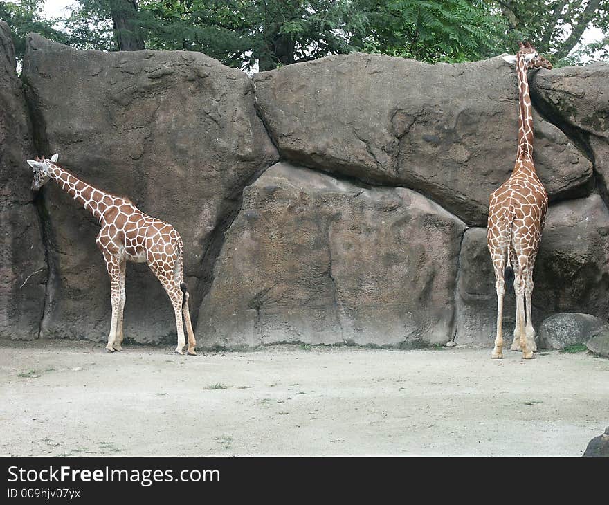 Giraffes