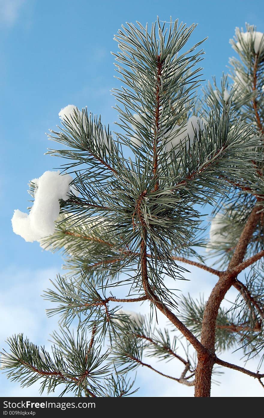 Pine branch covered with snow