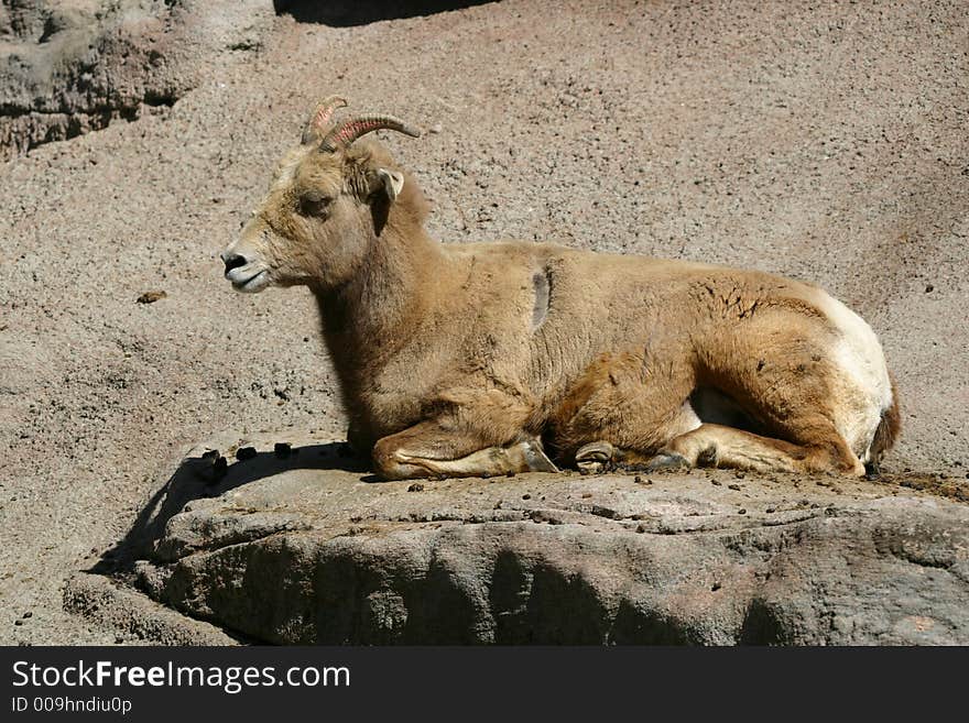 A young longhorn sheep rests before tackling the next piece of mountainside. A young longhorn sheep rests before tackling the next piece of mountainside.