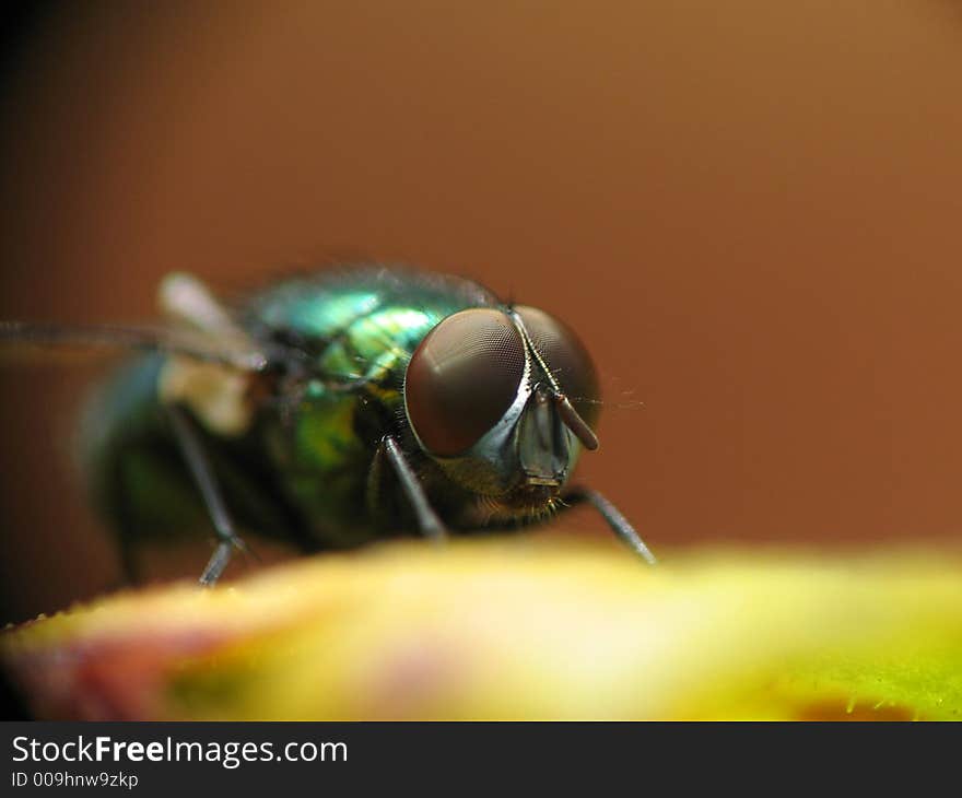 Closeup image from a fly