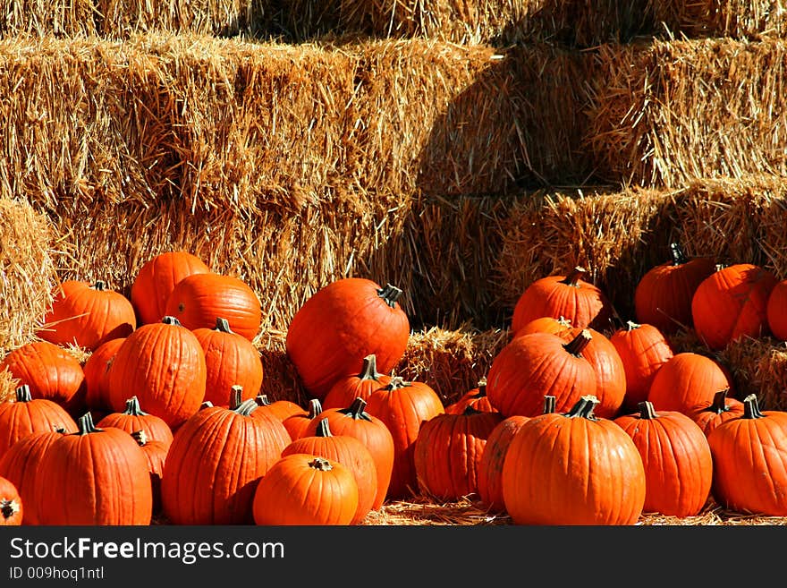 Pumpkin Pile 4