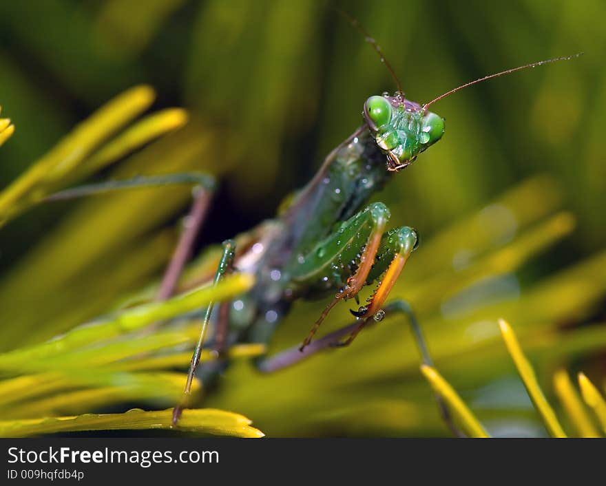 Praying mantis covered with drops of water that look like tears. Praying mantis covered with drops of water that look like tears