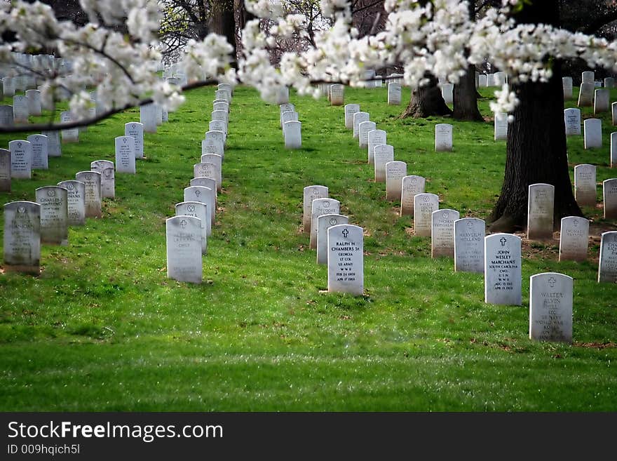 Tombstones at Arlington Cemetery with cherry branches in foreground. Tombstones at Arlington Cemetery with cherry branches in foreground.