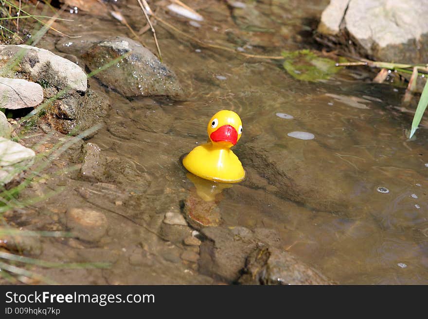 Rubber duck