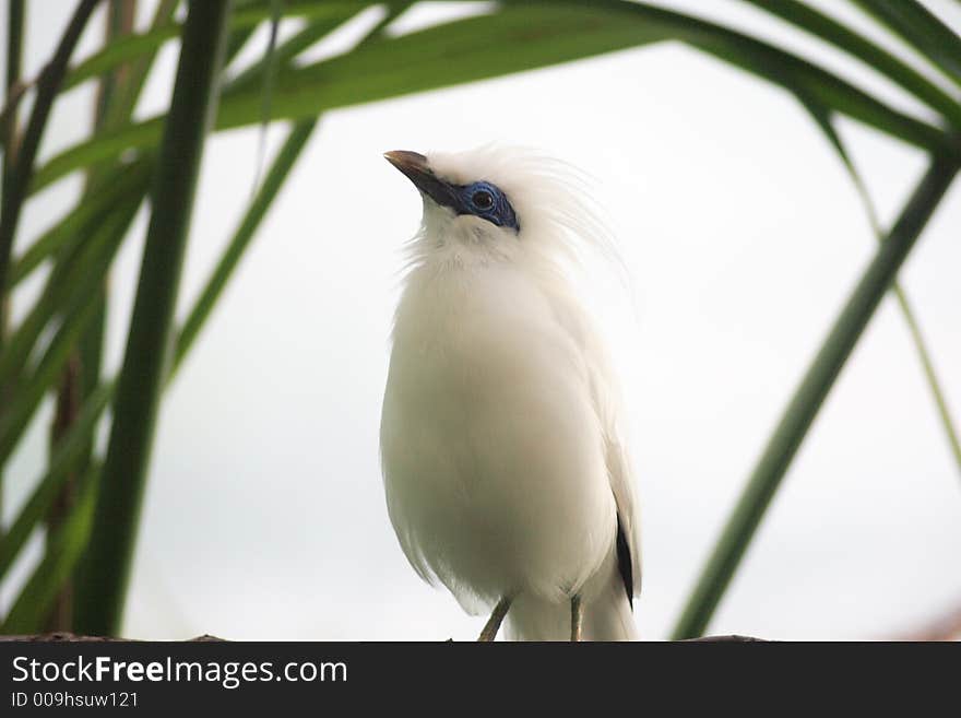 White Bird