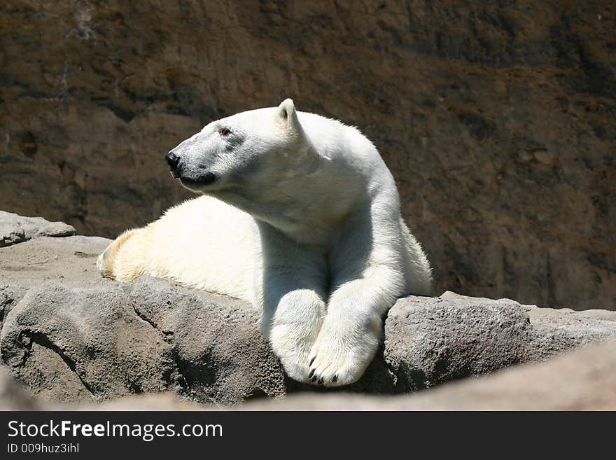 A polar bear hangs out on a rock overlooking the water. A polar bear hangs out on a rock overlooking the water.