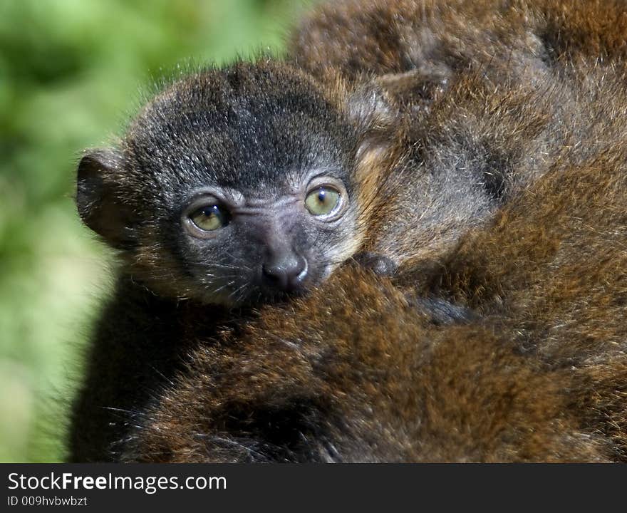 Baby Lemur