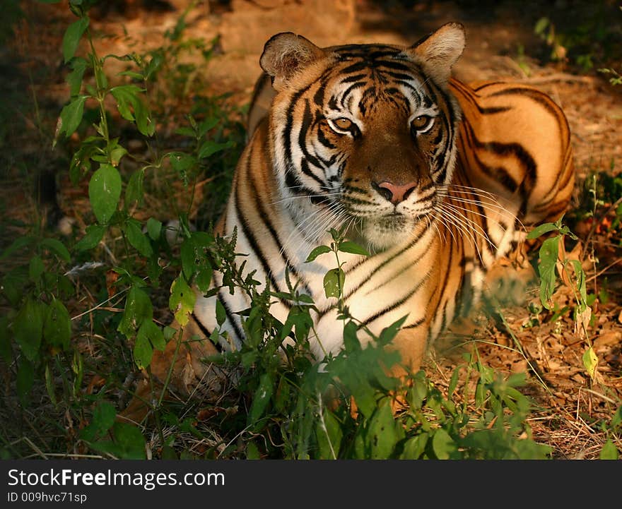 Female Tiger