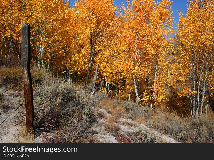 Aspens in fall color along Cat Creek, Elmore County Idaho. Aspens in fall color along Cat Creek, Elmore County Idaho