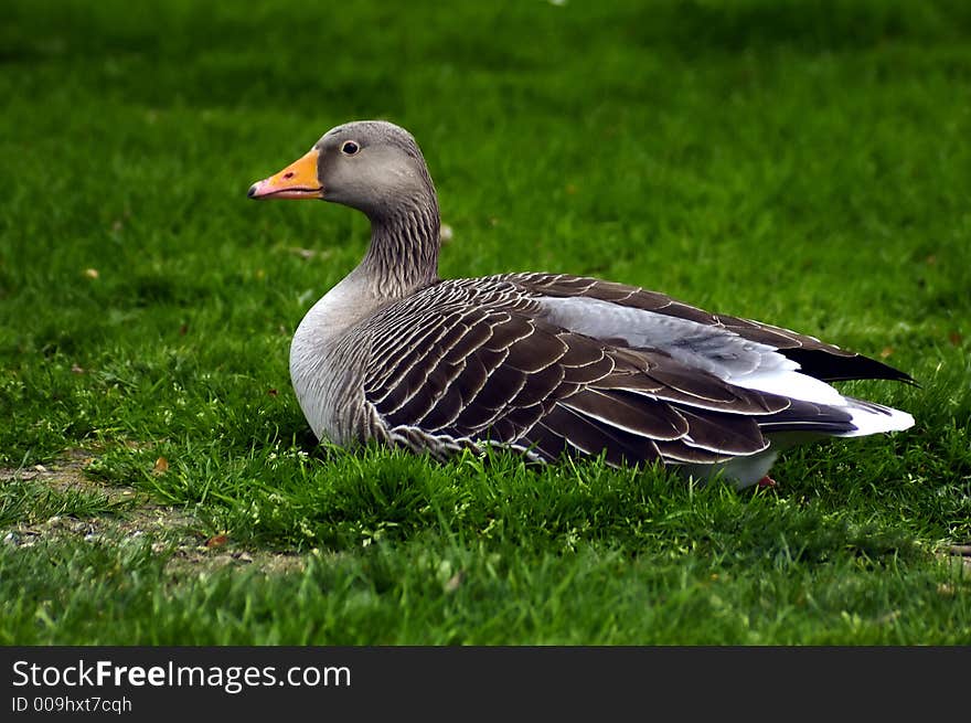 Resting Duck