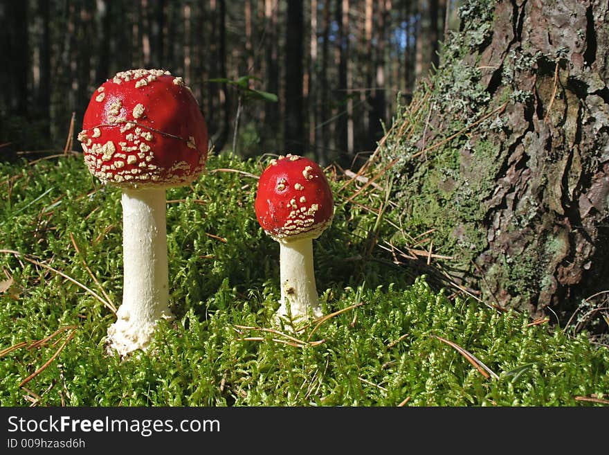 Two fly agarics growing in a wood. Two fly agarics growing in a wood