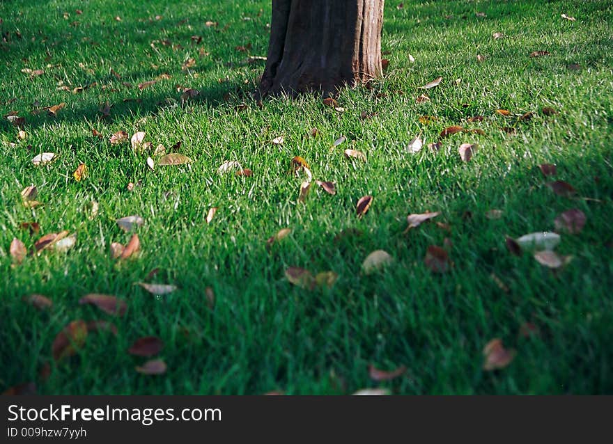 Lawn and leaves and tree. Lawn and leaves and tree.