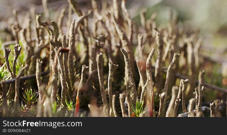 Exotic grey grass for background. Exotic grey grass for background