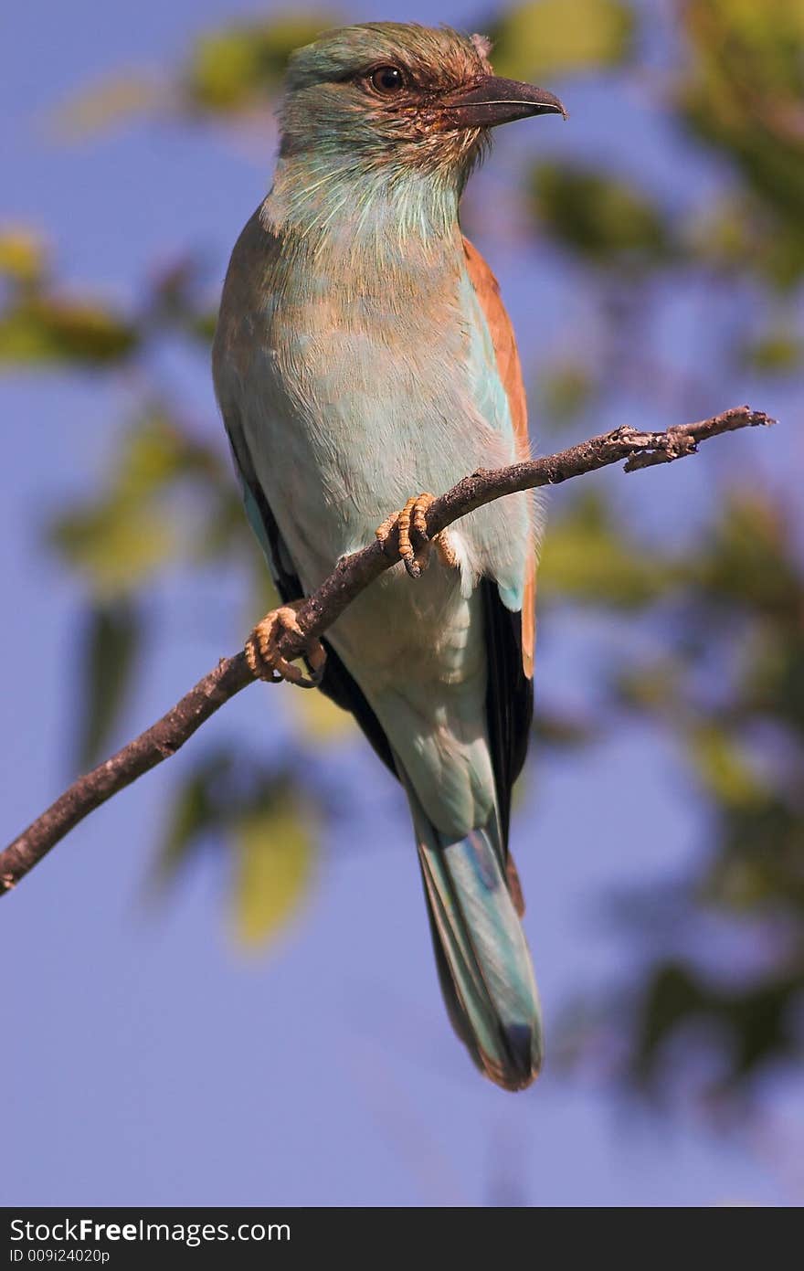 European Roller