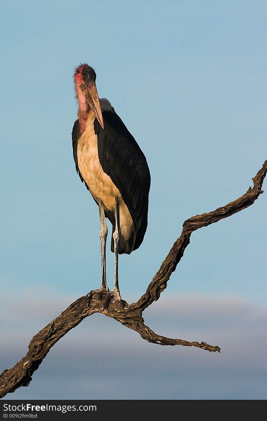 Marabou Stork