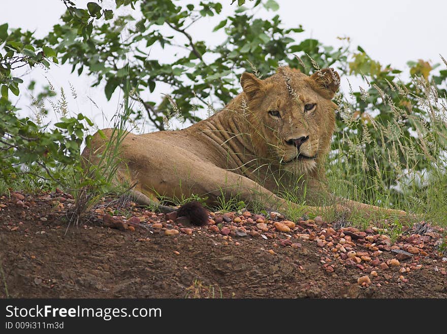 Young Lion