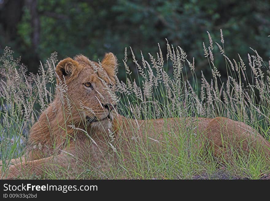 Young Lion lying in long grass near Letaba, Kruger National Park, South Africa