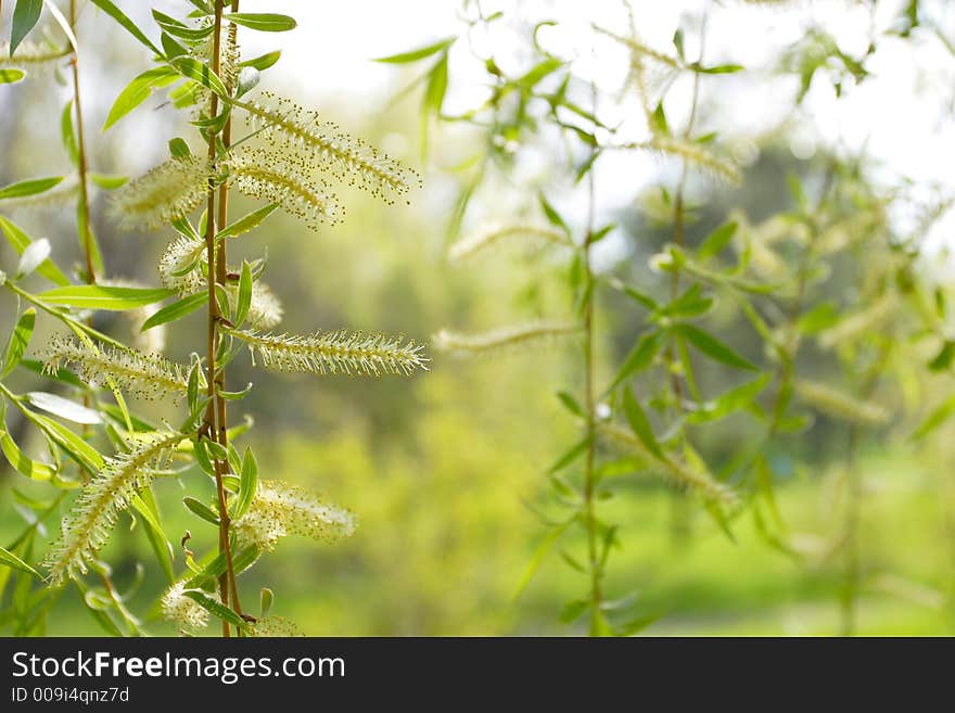 Branches of a birch