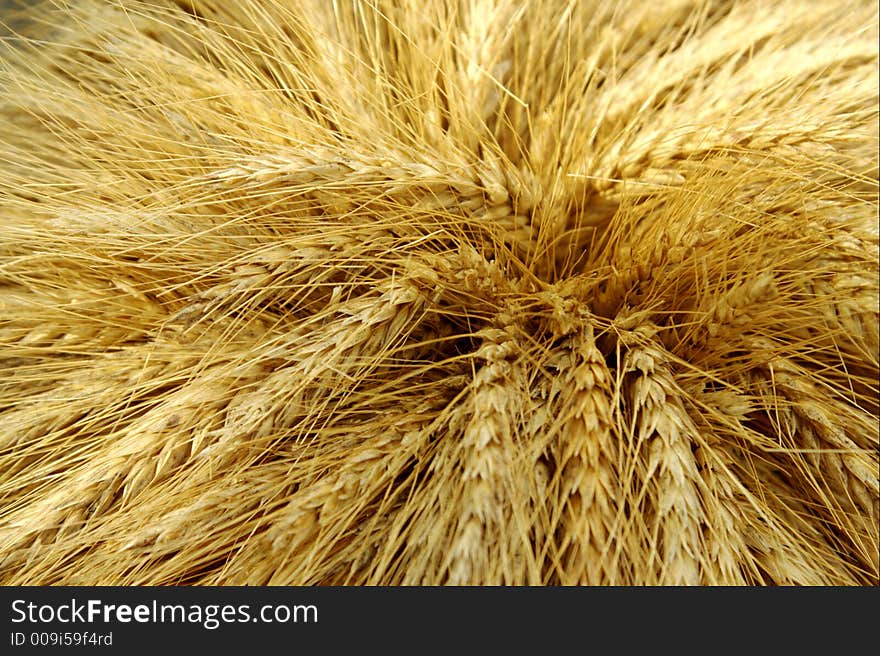 Harvested rye