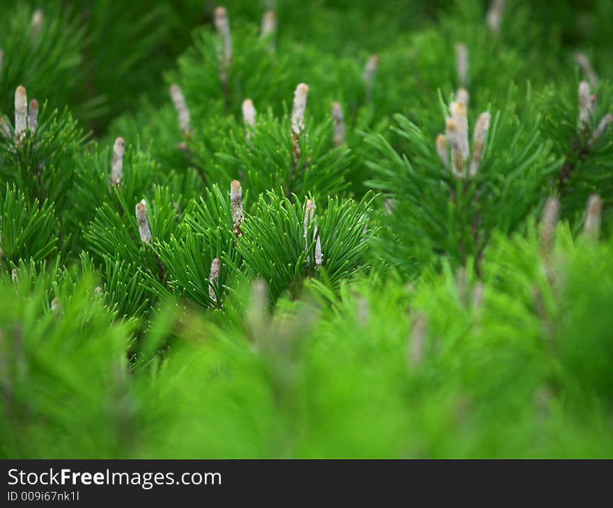 Green tree background. macro shot