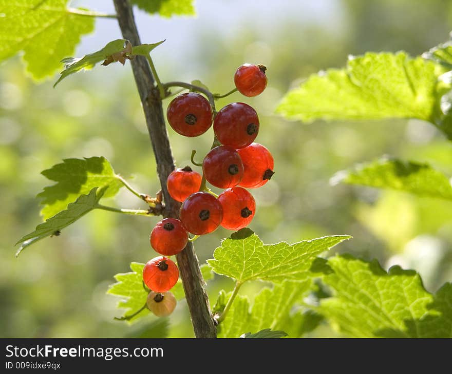 Red currant in summer garden