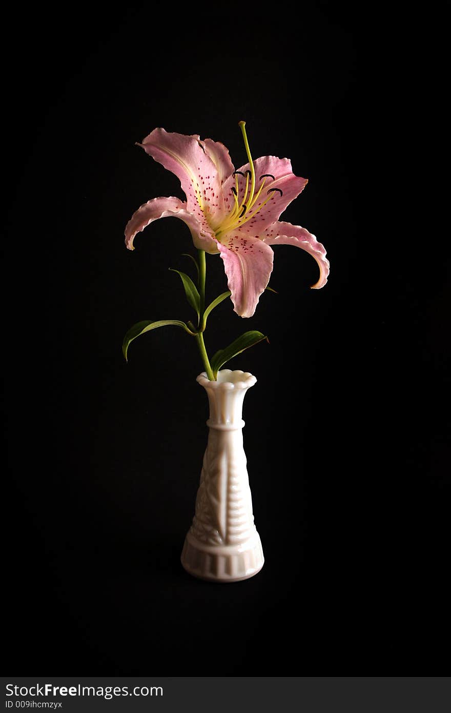 Pink lily