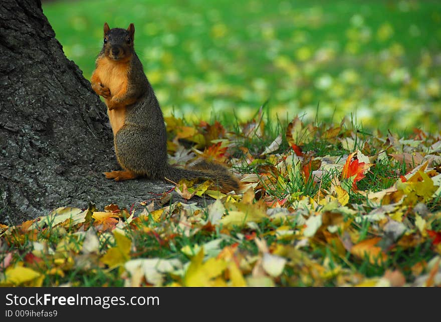 A large squirrel sitting at the base of a tree with fall leaves on the ground around him.