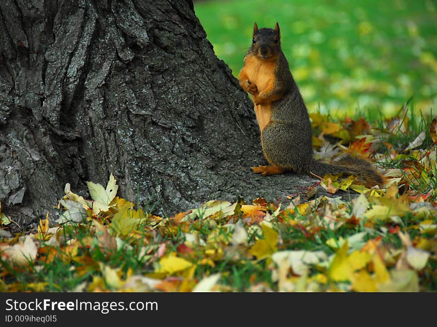 A large squirrel sitting at the base of a tree with fall leaves on the ground around him. A large squirrel sitting at the base of a tree with fall leaves on the ground around him.