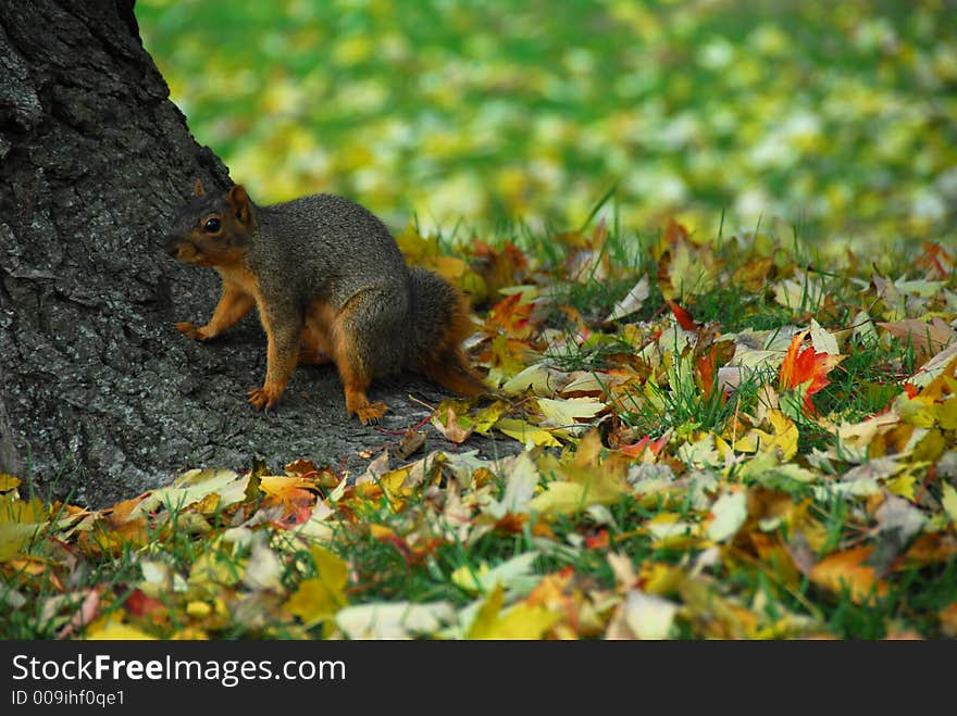 A large squirrel sitting at the base of a tree with fall leaves on the ground around him. A large squirrel sitting at the base of a tree with fall leaves on the ground around him.