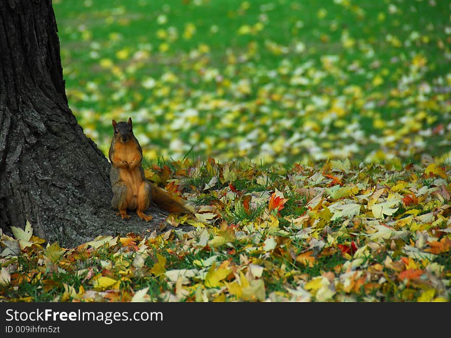 A large squirrel sitting at the base of a tree with fall leaves on the ground around him. A large squirrel sitting at the base of a tree with fall leaves on the ground around him.