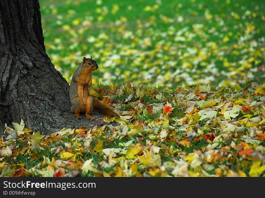 A large squirrel sitting at the base of a tree with fall leaves on the ground around him. A large squirrel sitting at the base of a tree with fall leaves on the ground around him.