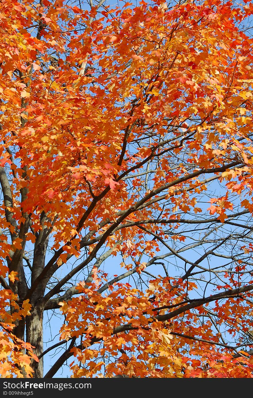 A tree with beautiful reddish/orange leaves against a blue sky. A tree with beautiful reddish/orange leaves against a blue sky.